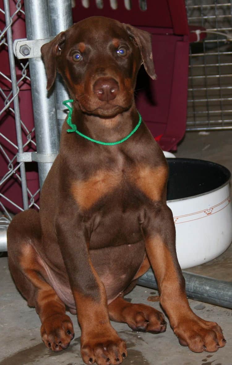 red male dobe pup