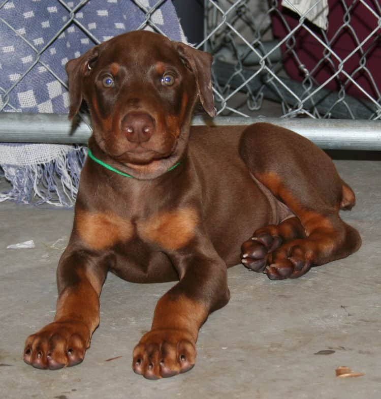 red male dobe pup