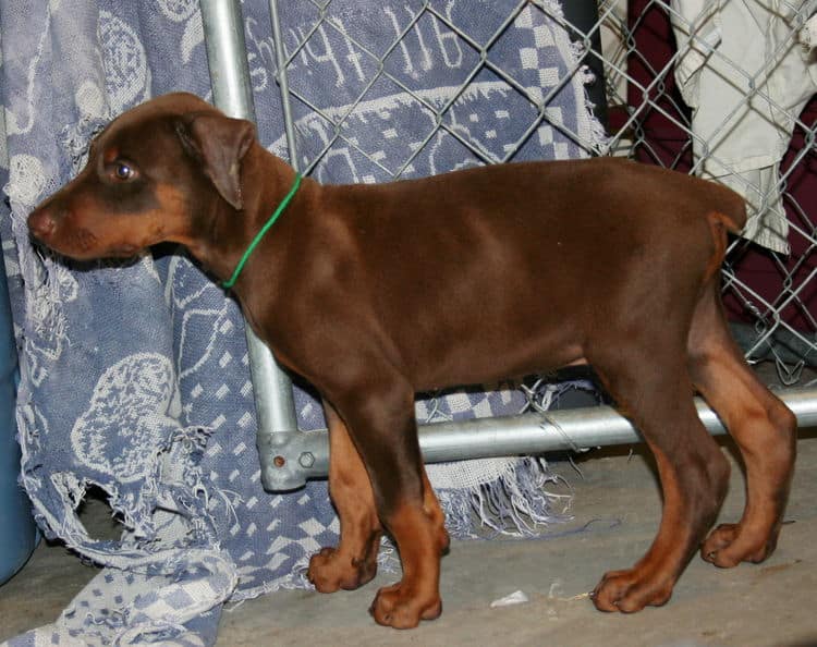 red male dobe pup