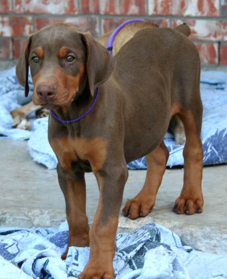 red male dobe pup