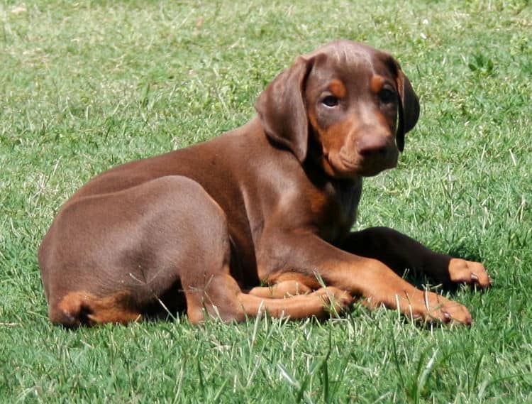 red male dobe pup