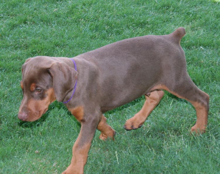 red male dobe pup