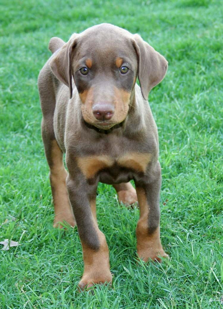 red male dobe pup