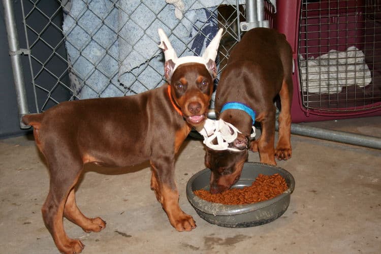 cropped doberman puppy