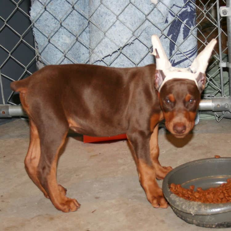 cropped doberman pup