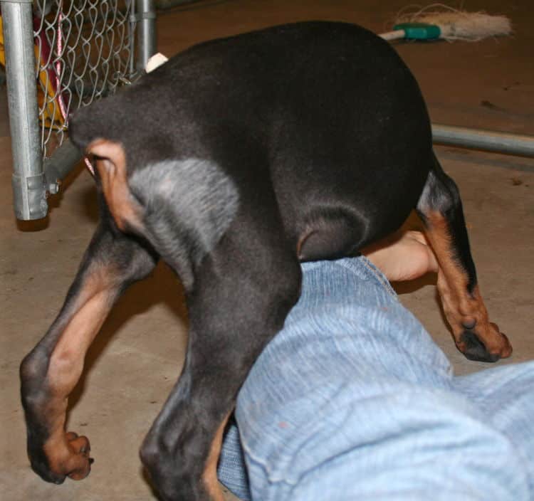 doberman female pup natural ears