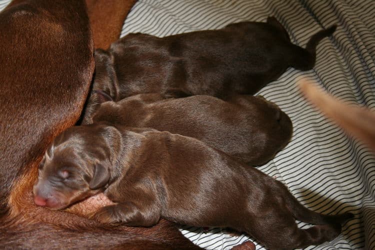 doberman puppies red and rust - 1st day of birth by c-section