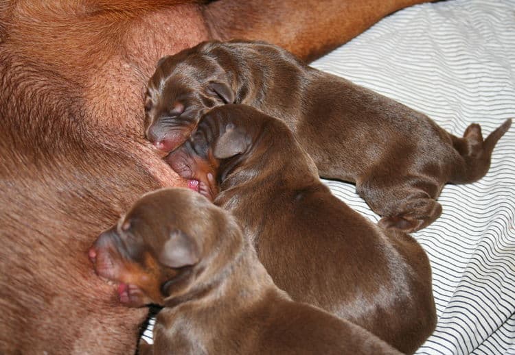 doberman puppies red and rust - 1st day of birth by c-section