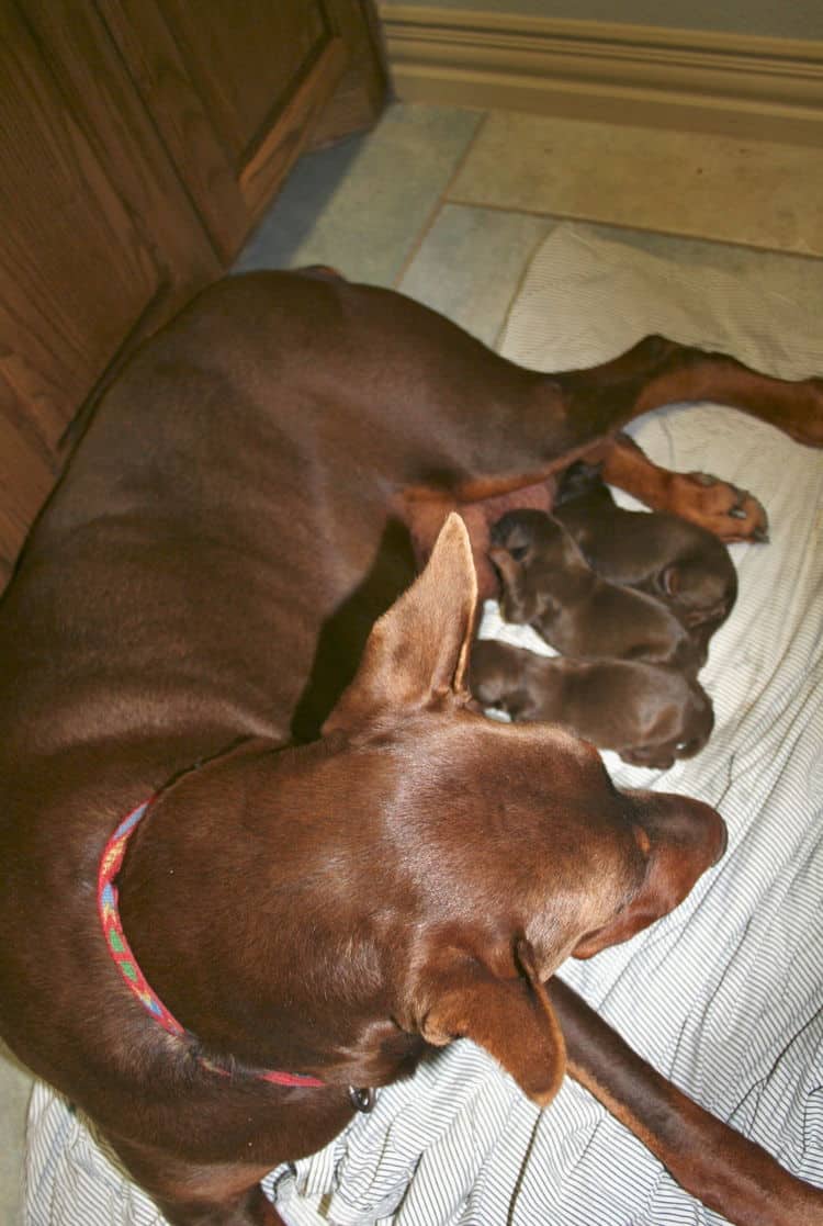 doberman puppies red and rust - 1st day of birth by c-section