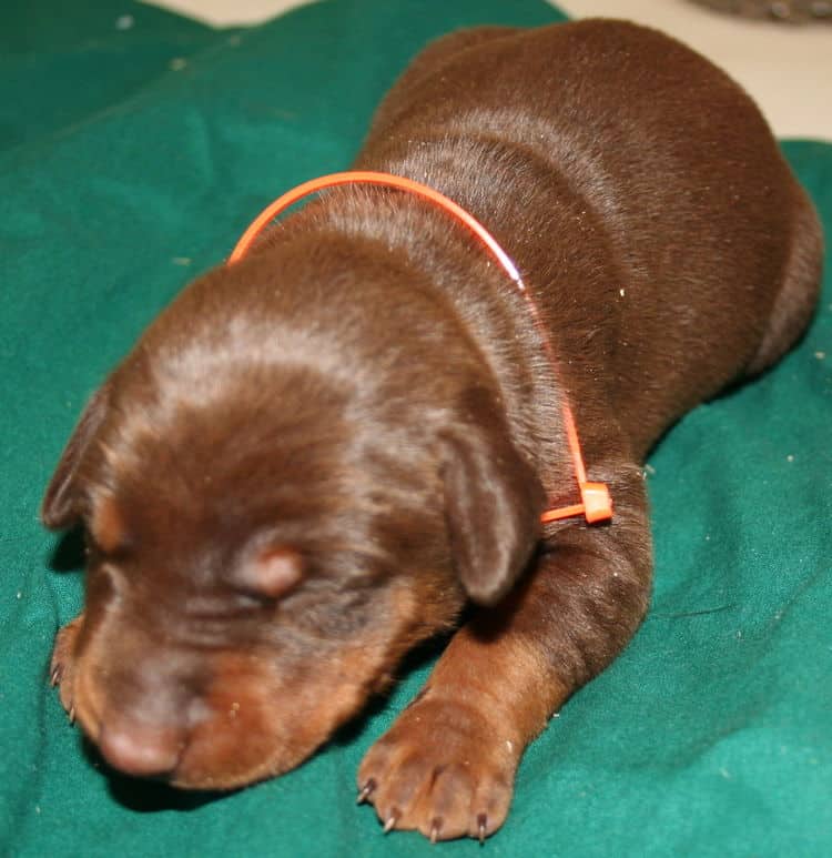 3 week old red and rust doberman female pup