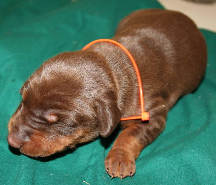 3 week old red and rust doberman female pup