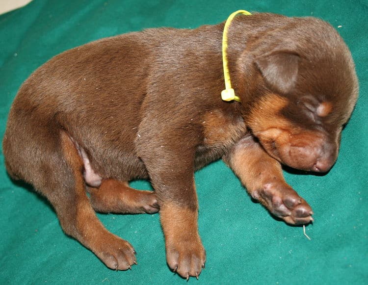 3 week old red and rust doberman male pup