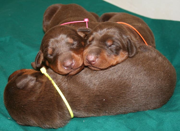 week old doberman pups red and rust colored