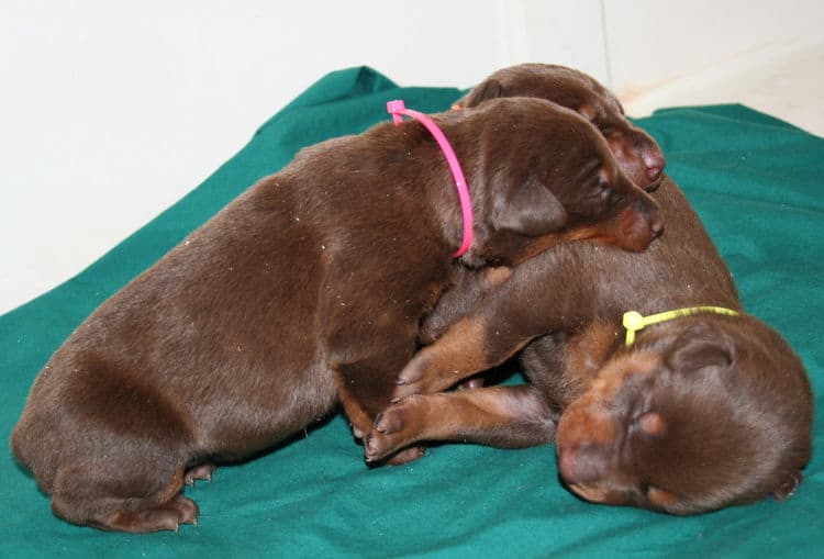 week old doberman pups red and rust colored