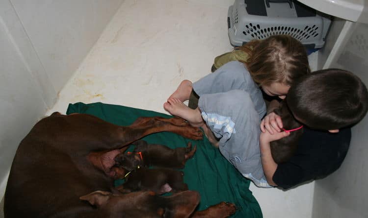 week old doberman pups red and rust colored