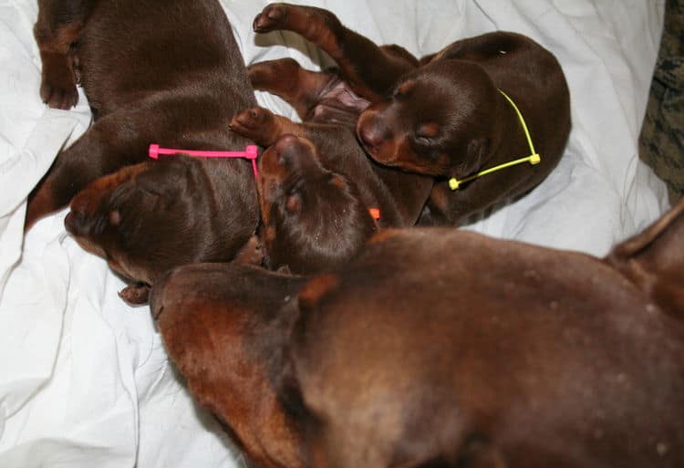 week old doberman pups red and rust colored