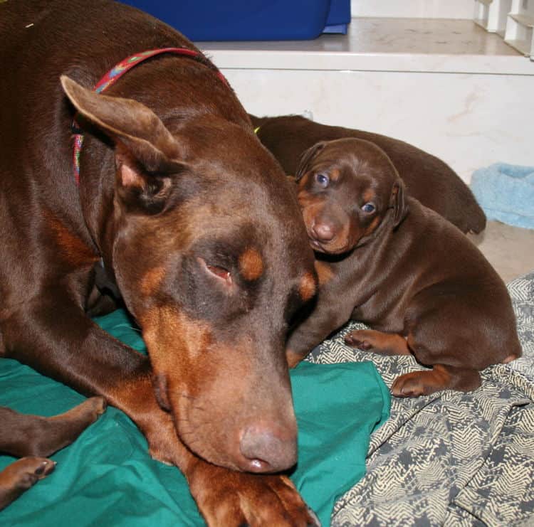 3 week old red and rust doberman pups