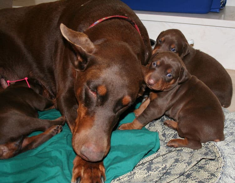 3 week old red and rust doberman pups