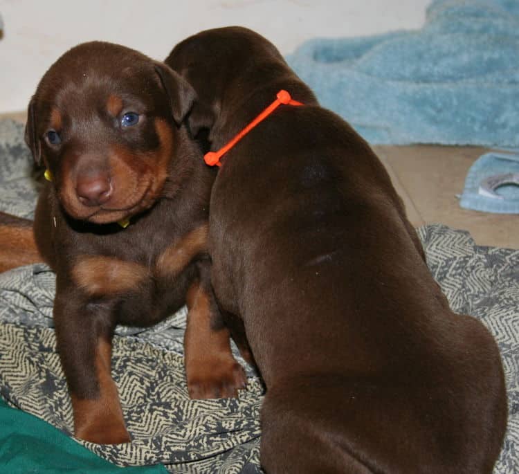 3 week old red and rust doberman pups