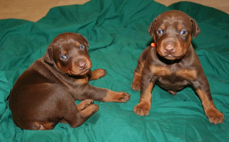 3 week old red and rust doberman pups