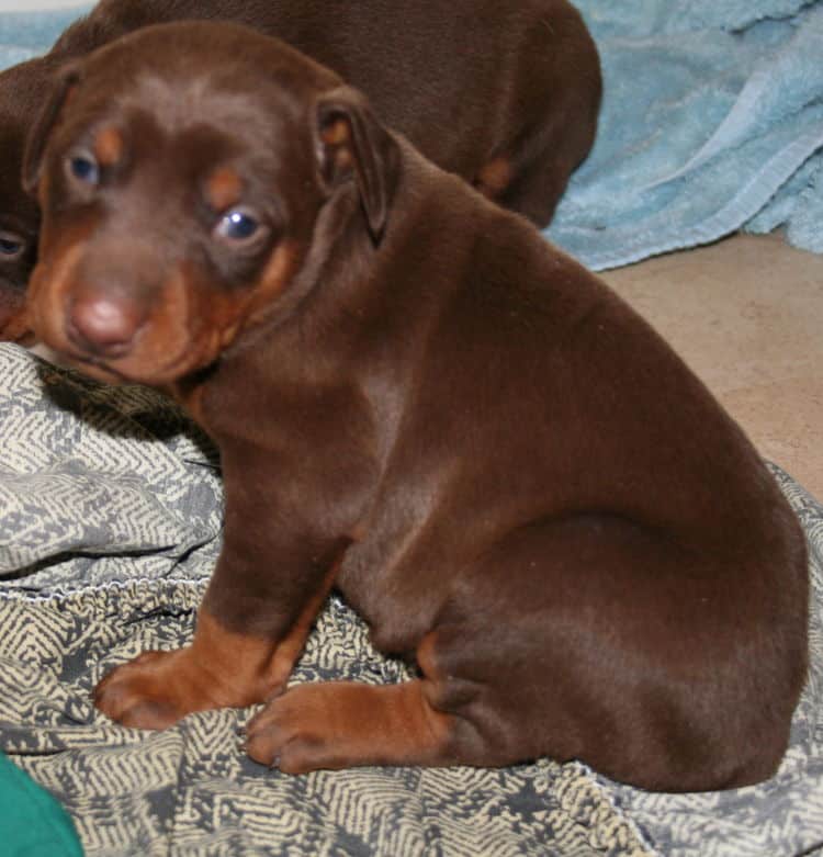 batth time for 3 week old red and rust doberman pups