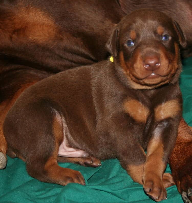 3 week old red and rust doberman male pup