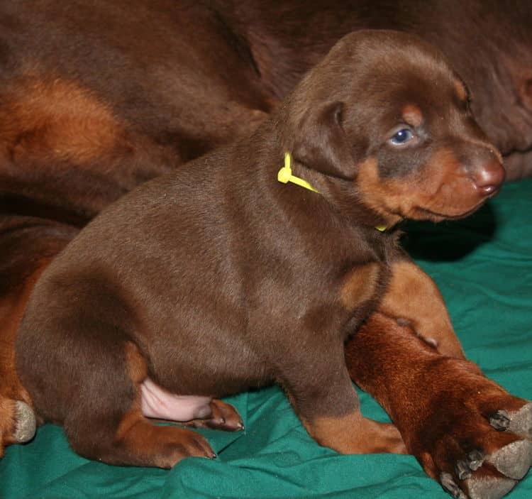 3 week old red and rust doberman male pup