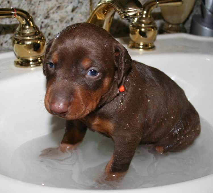 batth time for 3 week old red and rust doberman pups