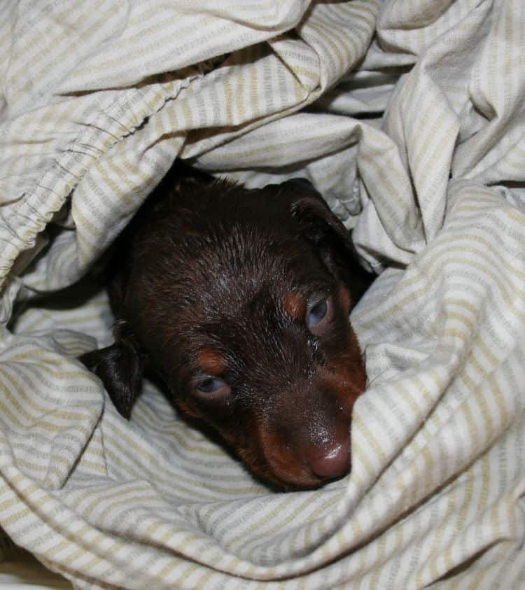 batth time for 3 week old red and rust doberman pups