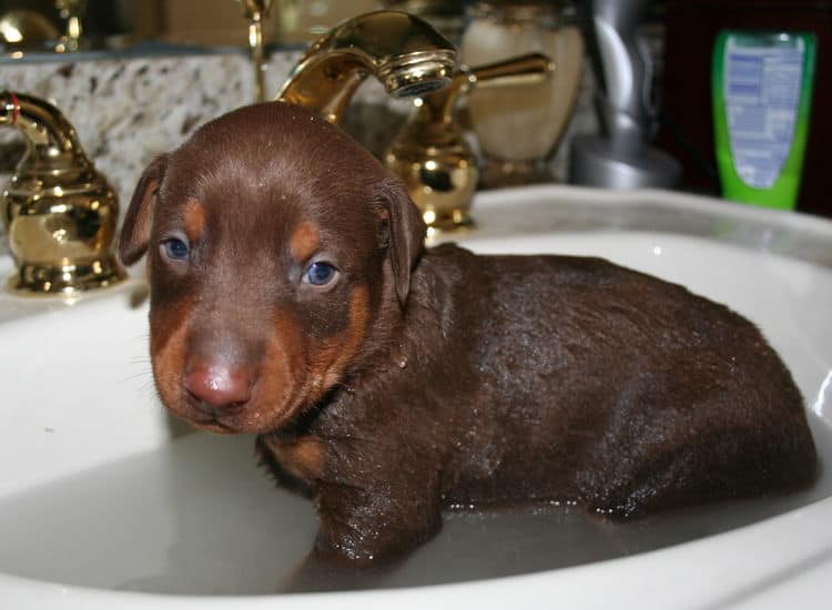 batth time for 3 week old red and rust doberman pups