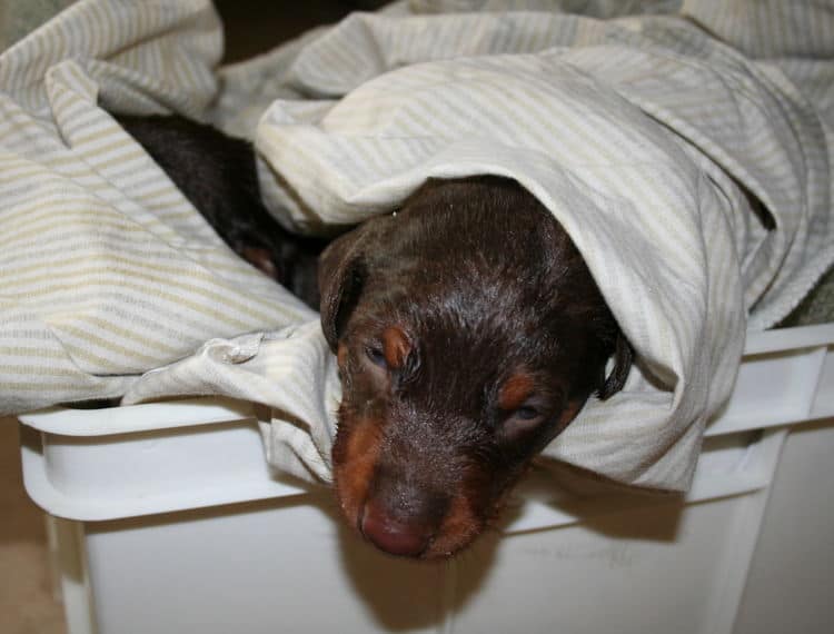 batth time for 3 week old red and rust doberman pups