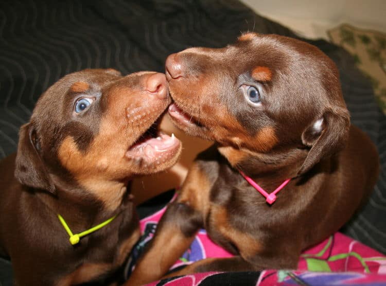 4 week old red and rust doberman pups