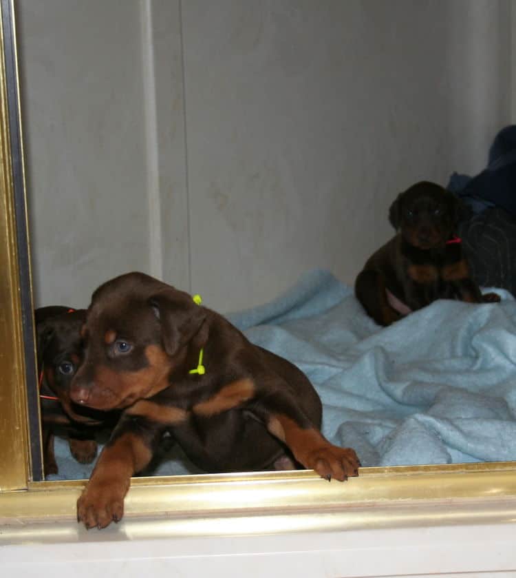 3 week old red and rust doberman pups