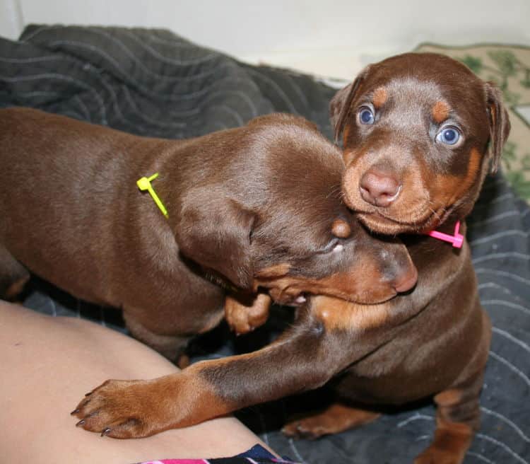 4 week old red and rust doberman pups