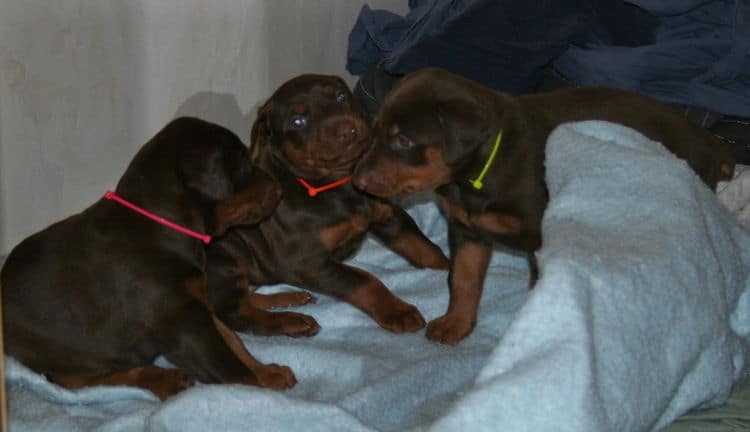 4 week old red and rust doberman pups