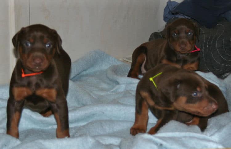 4 week old red and rust doberman pups