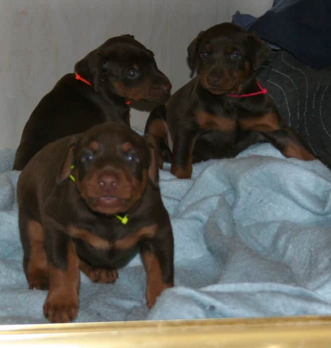 4 week old red and rust doberman pups