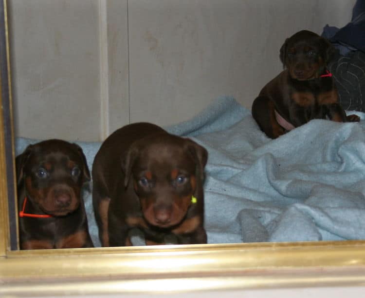 3 week old red and rust doberman pups