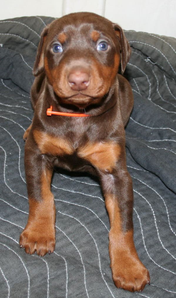 red female dobe pup