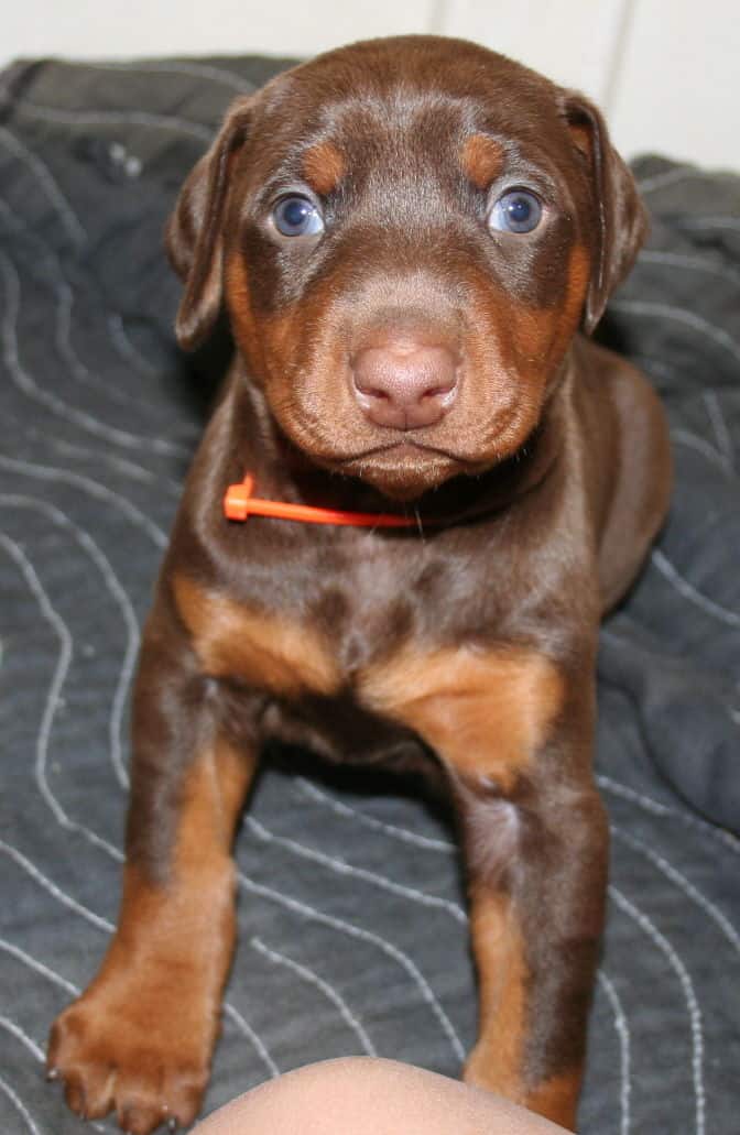 red female dobe pup