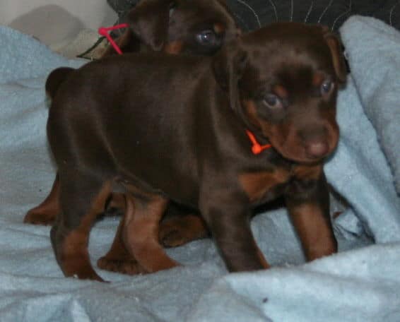 red female dobe pup