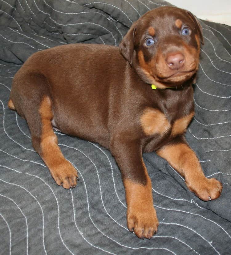 red male dobe pup