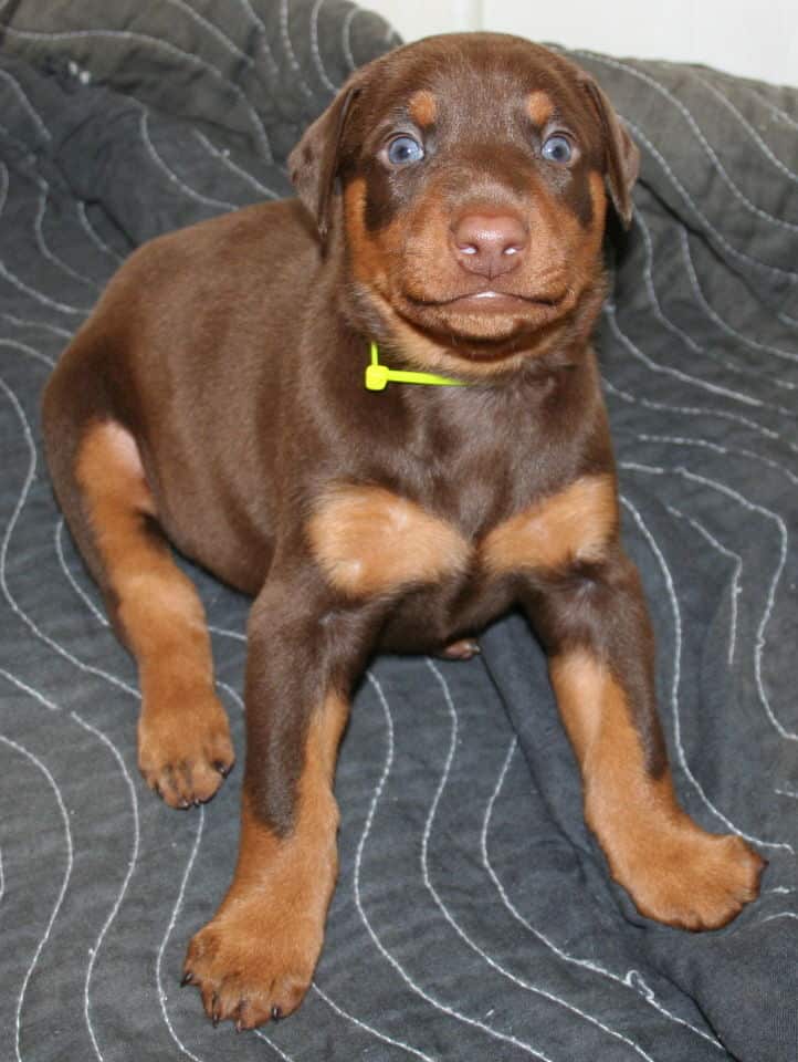 red male dobe pup