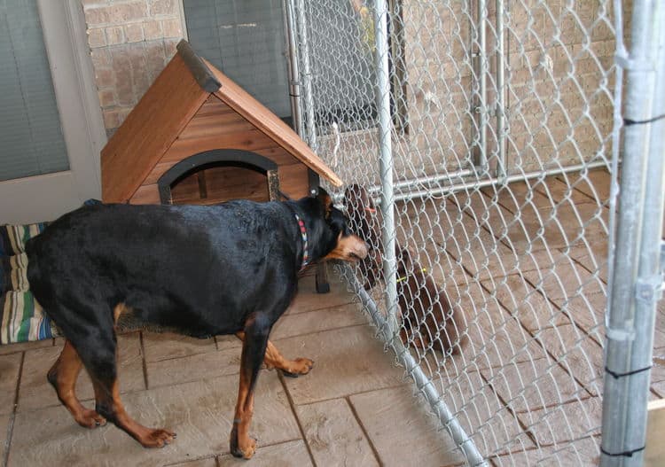 doberman puppies home set up