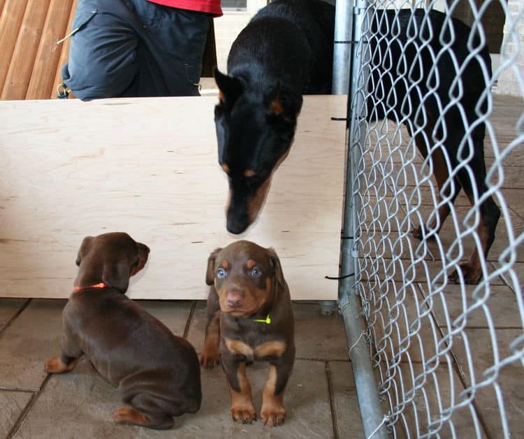 doberman puppies home set up