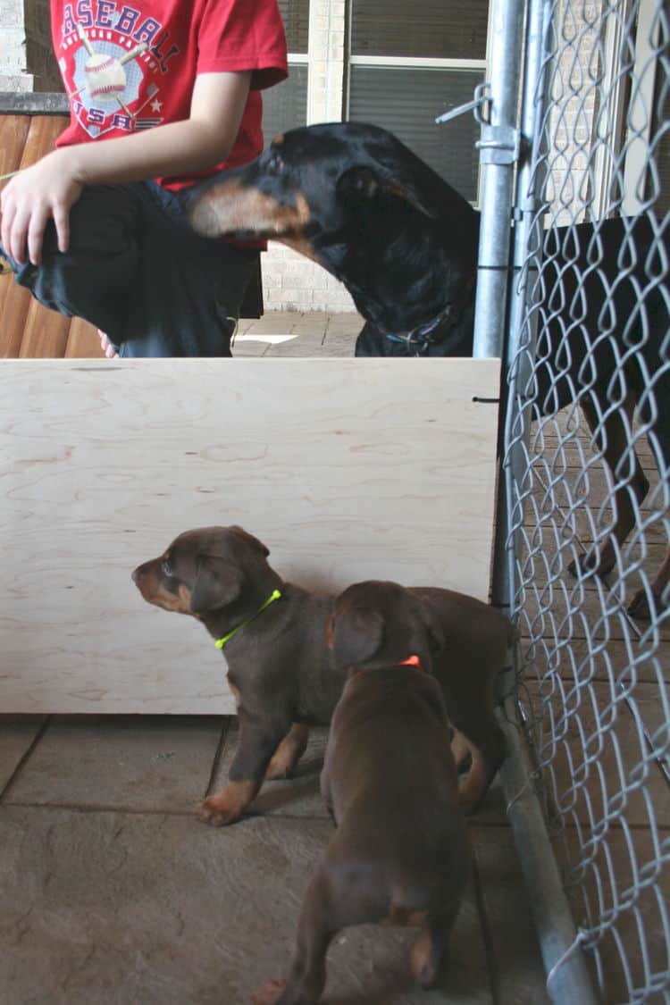 doberman puppies home set up