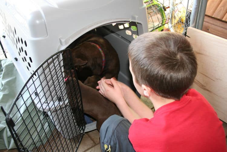 doberman puppies home set up