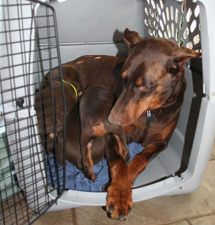 doberman puppies home set up