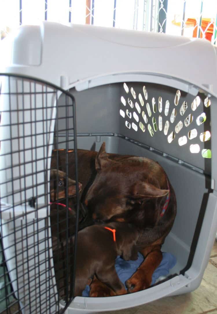 doberman puppies home set up