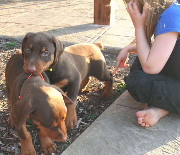 red and rust dobie pups playing